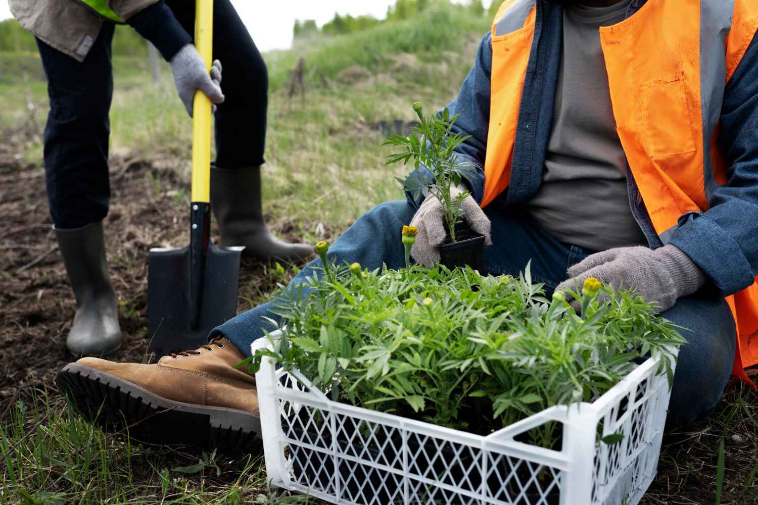 Professional Tree Service in Piedmont, MO